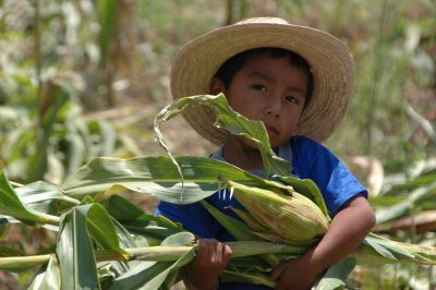 Rich Roots, a book about life in rural Mexico